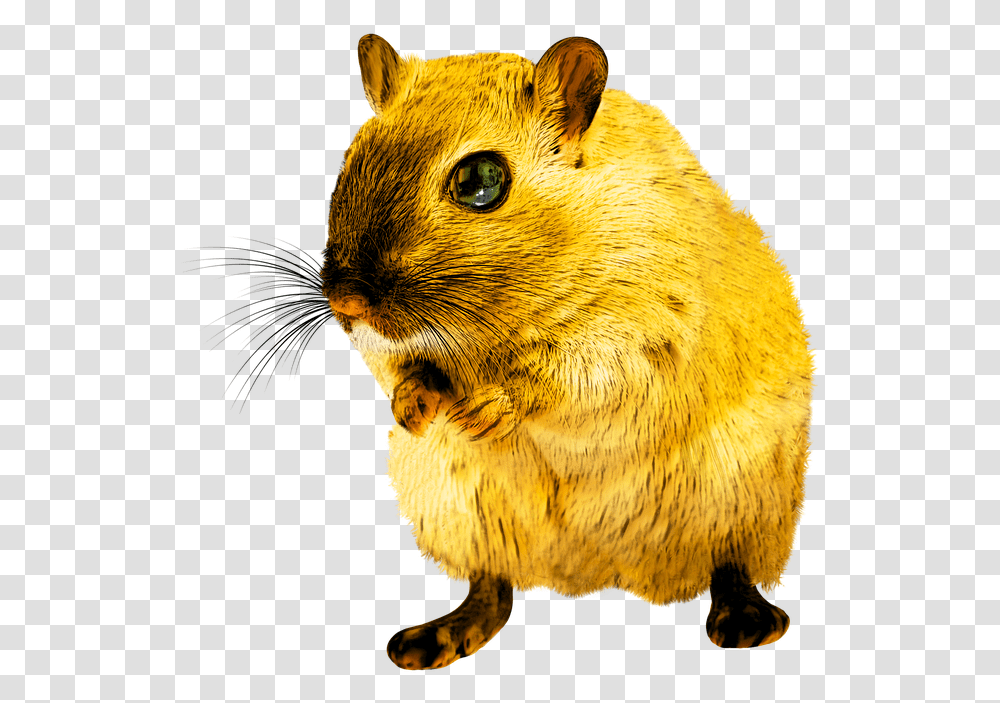 Yellow Rat, Rodent, Mammal, Animal, Bear Transparent Png