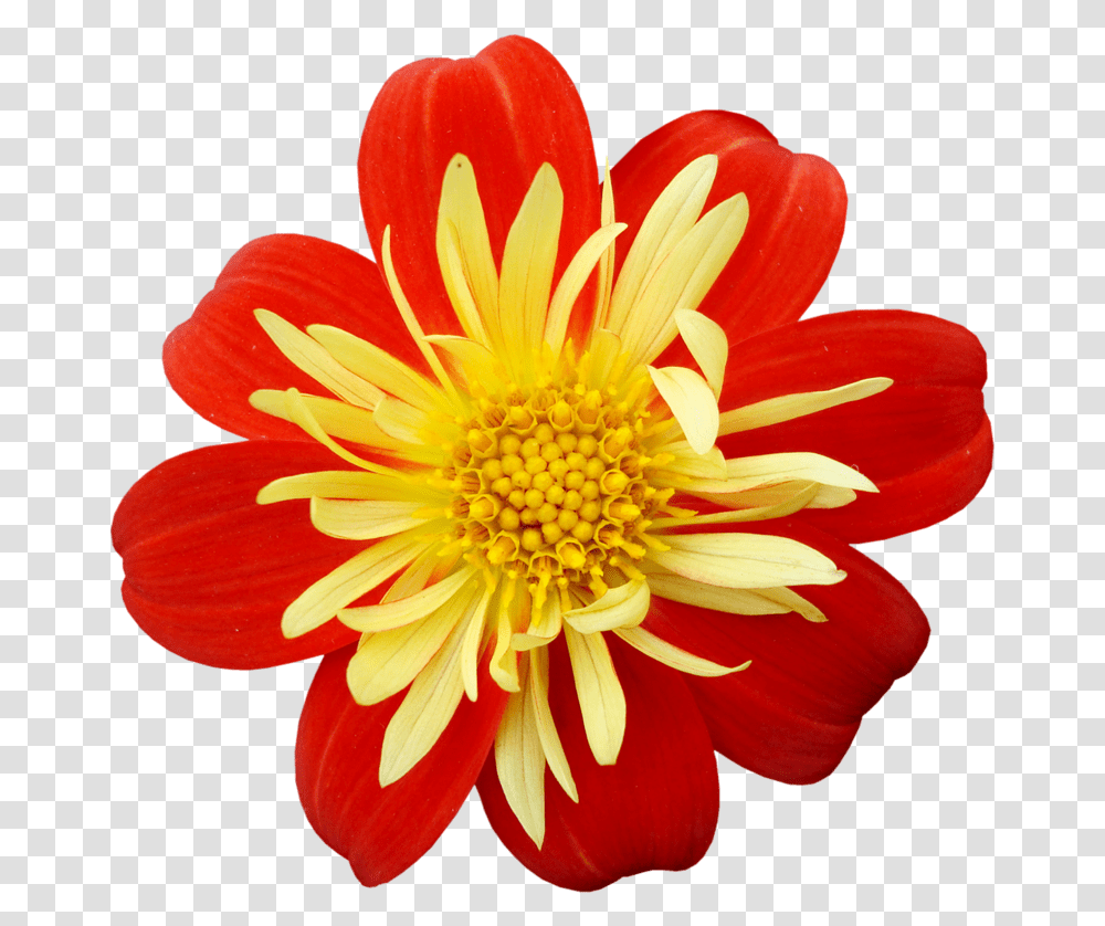 Yellow Red Flower Clip Art Red Yellow Flower, Plant, Dahlia, Blossom, Daisy Transparent Png