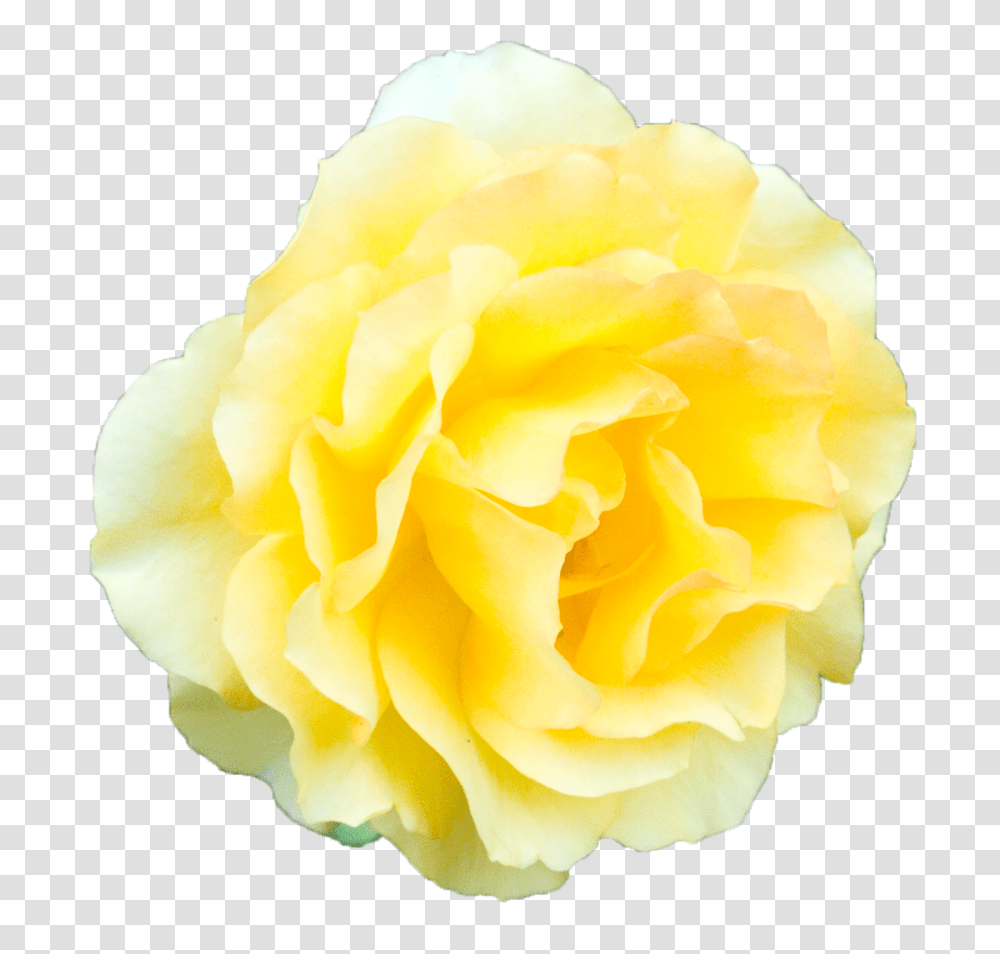 Yellow Rose Background, Flower, Plant, Blossom, Petal Transparent Png