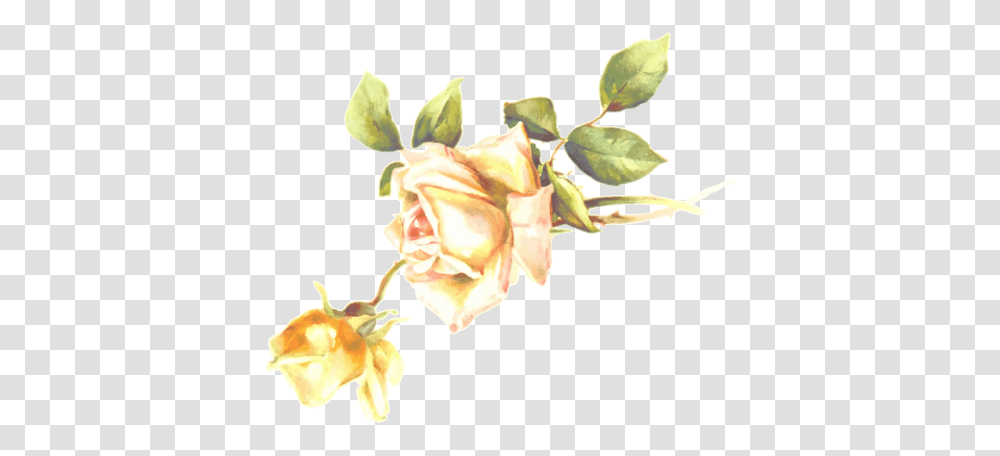 Yellow Rose Blossom Free Svg Public Domain Apple Blossom, Plant, Flower, Petal Transparent Png