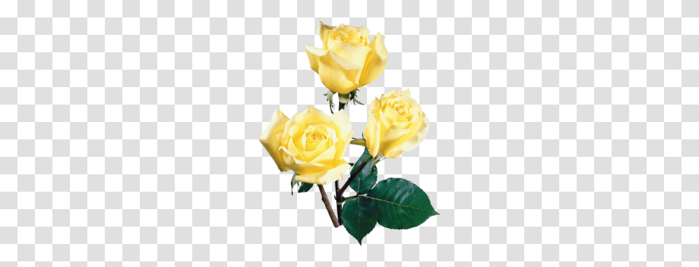 Yellow Rose Bouquet Clipart, Flower, Plant, Blossom, Petal Transparent Png