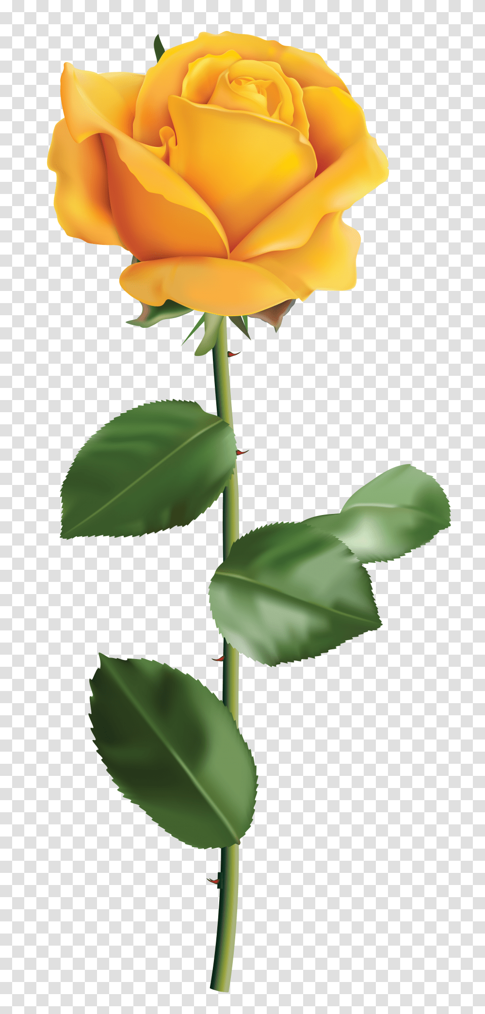 Yellow Rose Clip Art, Plant, Flower, Blossom, Leaf Transparent Png