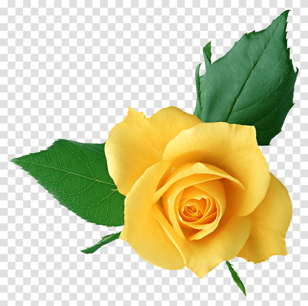 Yellow Rose Clipart Picture Freeuse Yellow Rose Format Flower Background, Plant, Blossom, Leaf, Petal Transparent Png
