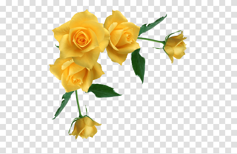 Yellow Rose Clipart Stem Drawing, Flower, Plant, Blossom, Petal Transparent Png