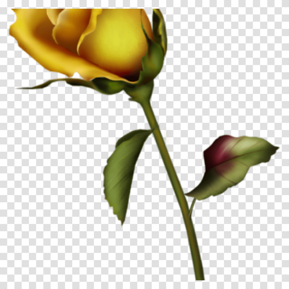 Yellow Rose Clipart Yellow Rose Bud Clip Art Gallery Single Yellow Rose Vector, Flower, Plant, Blossom Transparent Png