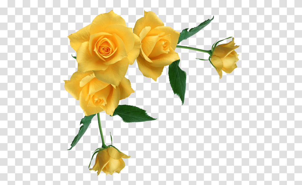 Yellow Rose Corner Border, Flower, Plant, Blossom, Petal Transparent Png