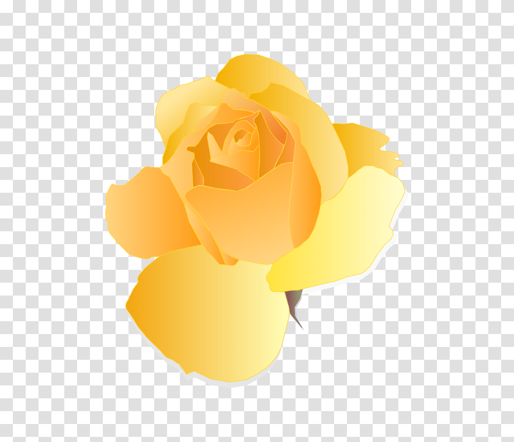 Yellow Rose, Emotion, Flower, Plant, Blossom Transparent Png