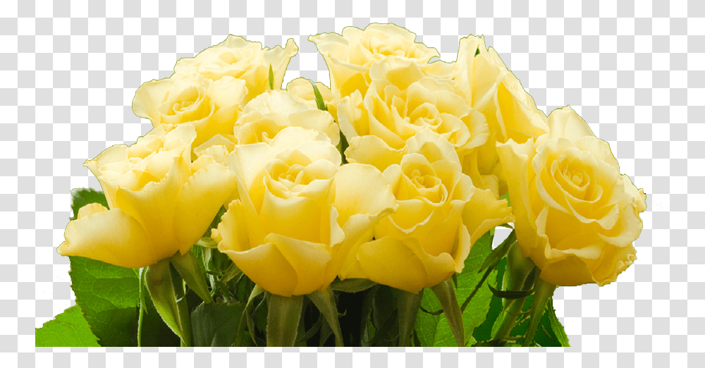 Yellow Rose Floribunda, Plant, Flower, Blossom, Flower Bouquet Transparent Png