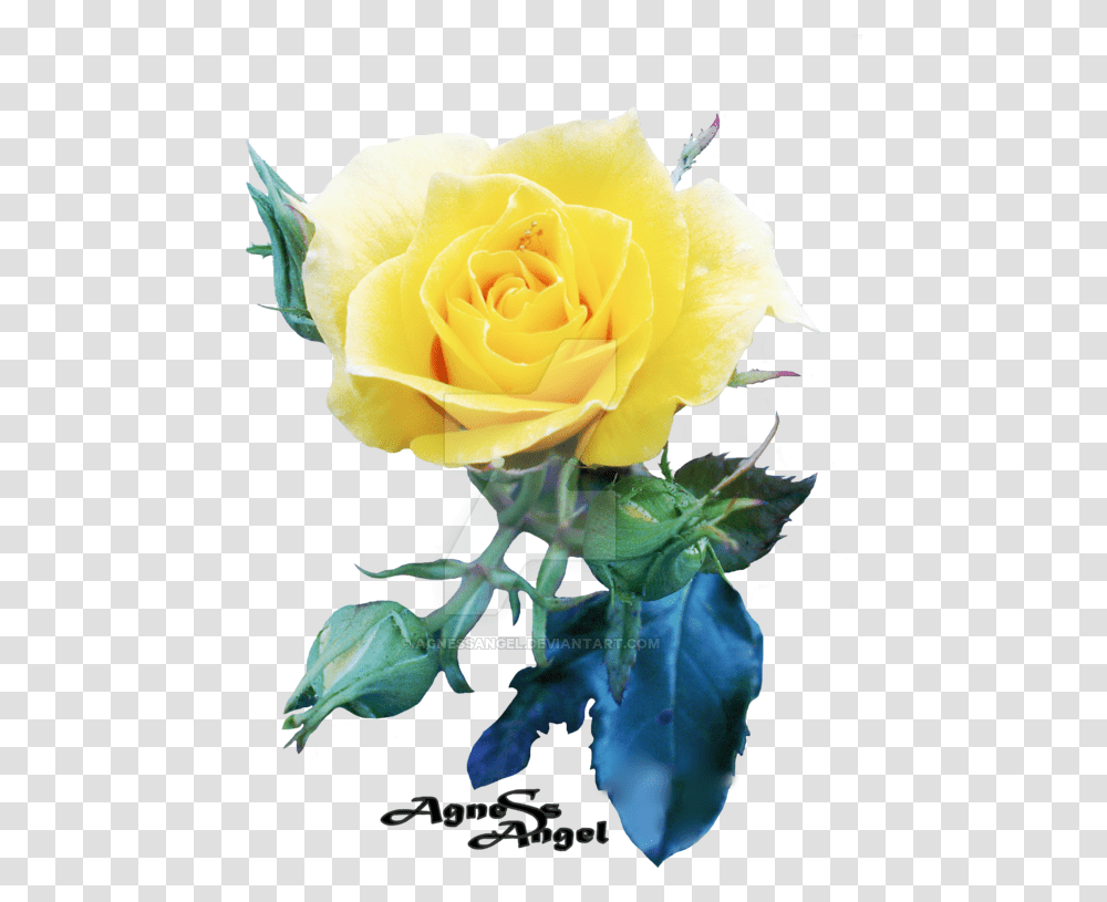 Yellow Rose Flower Free Images Free Garden Roses, Plant, Blossom, Petal Transparent Png