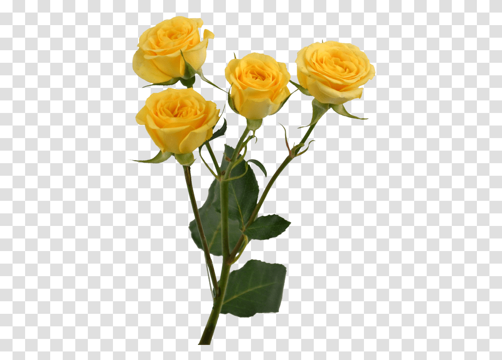 Yellow Rose Flower Free Images Yellow Yellow Flower Aesthetic, Plant, Blossom, Flower Arrangement, Petal Transparent Png