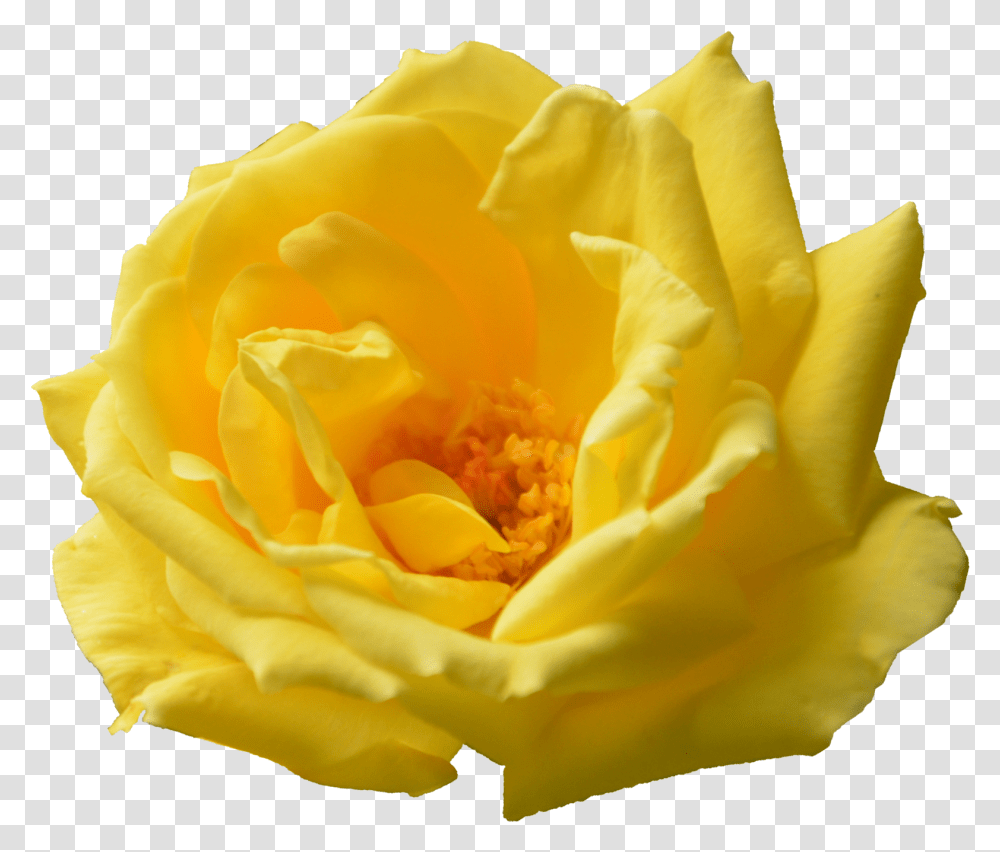 Yellow Rose Flower Images Yellow, Plant, Blossom, Pollen, Peony Transparent Png
