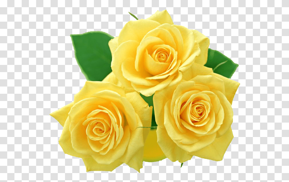 Yellow Rose, Flower, Plant, Blossom, Petal Transparent Png