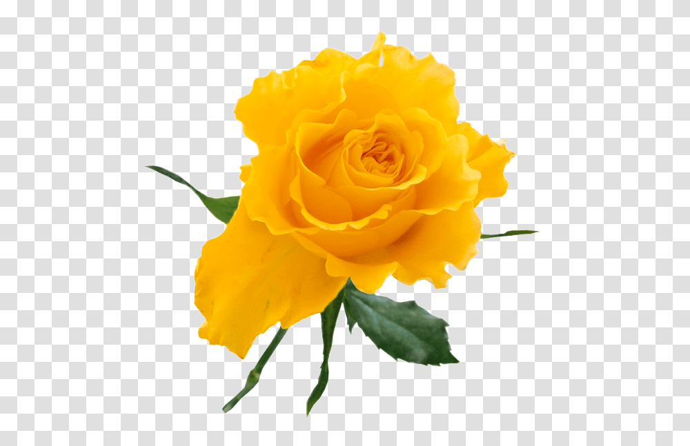 Yellow, Rose, Flower, Plant, Blossom Transparent Png