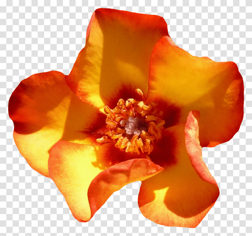Yellow Rose Flower Top View Image Flower Top View, Pollen, Plant, Petal, Blossom Transparent Png