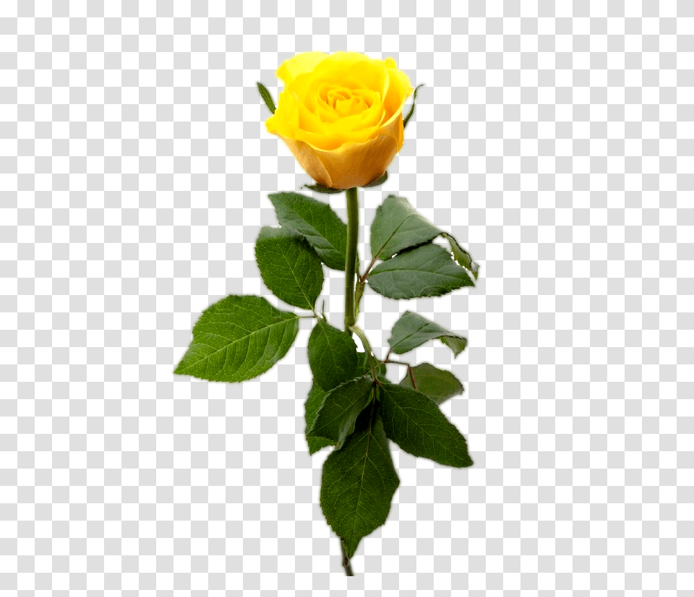Yellow Rose Flower Yellow Rose Image Download, Plant, Blossom, Leaf, Petal Transparent Png