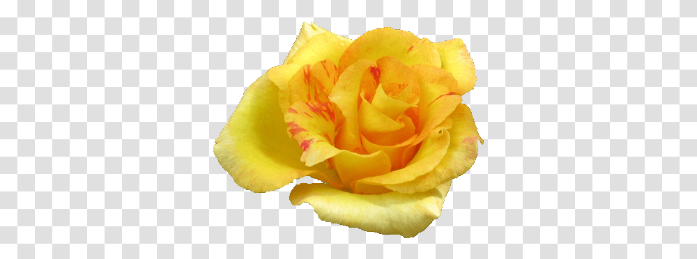 Yellow Rose Flowers Pic Good Evening Pic With Yellow Rose, Plant, Petal Transparent Png