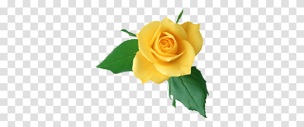 Yellow Rose Flowers, Plant, Blossom, Petal, Leaf Transparent Png