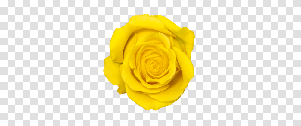 Yellow Rose Flowers, Plant, Blossom, Petal Transparent Png
