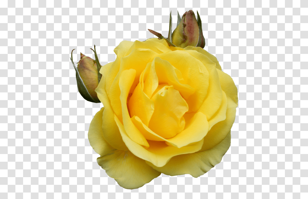 Yellow Rose Gif, Flower, Plant, Blossom, Petal Transparent Png