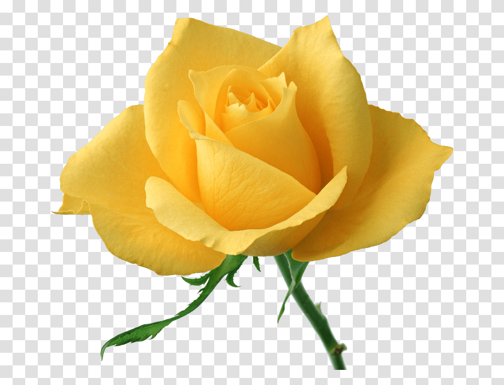 Yellow Rose High Definition, Flower, Plant, Blossom, Petal Transparent Png