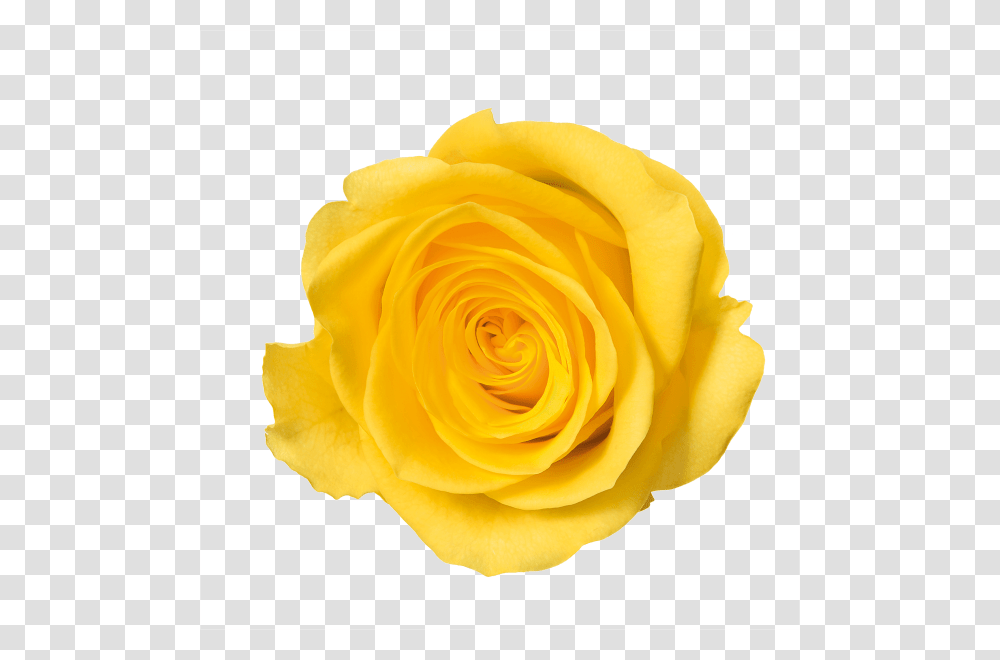 Yellow Rose Image, Flower, Plant, Blossom, Petal Transparent Png