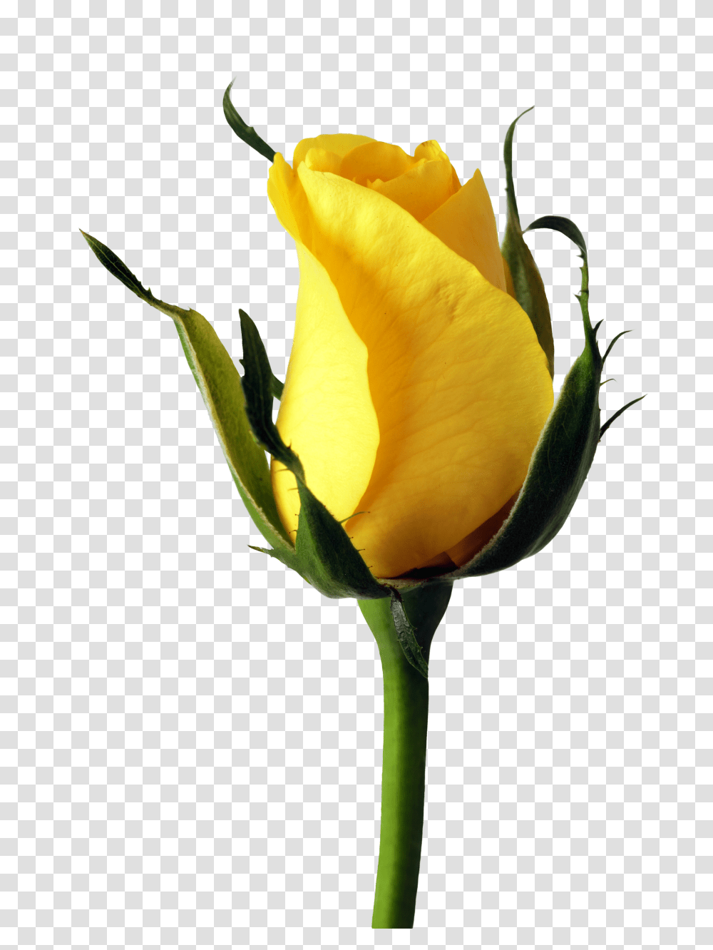 Yellow Rose Image, Plant, Flower, Blossom, Petal Transparent Png
