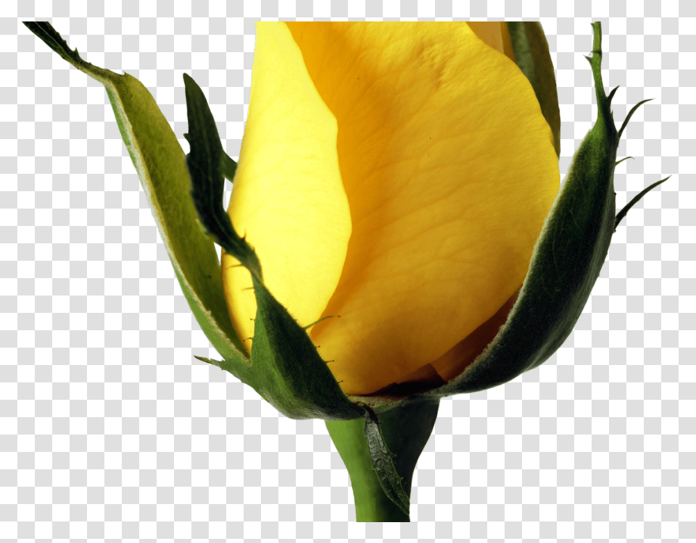 Yellow Rose Image Purepng Free Cc0 Background Rose Flower Clipart Images Yellow, Plant, Blossom, Petal, Leaf Transparent Png