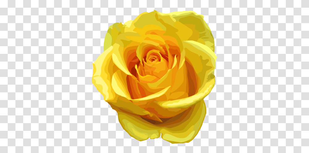 Yellow Rose Image Yellow Rose, Flower, Plant, Blossom, Petal Transparent Png