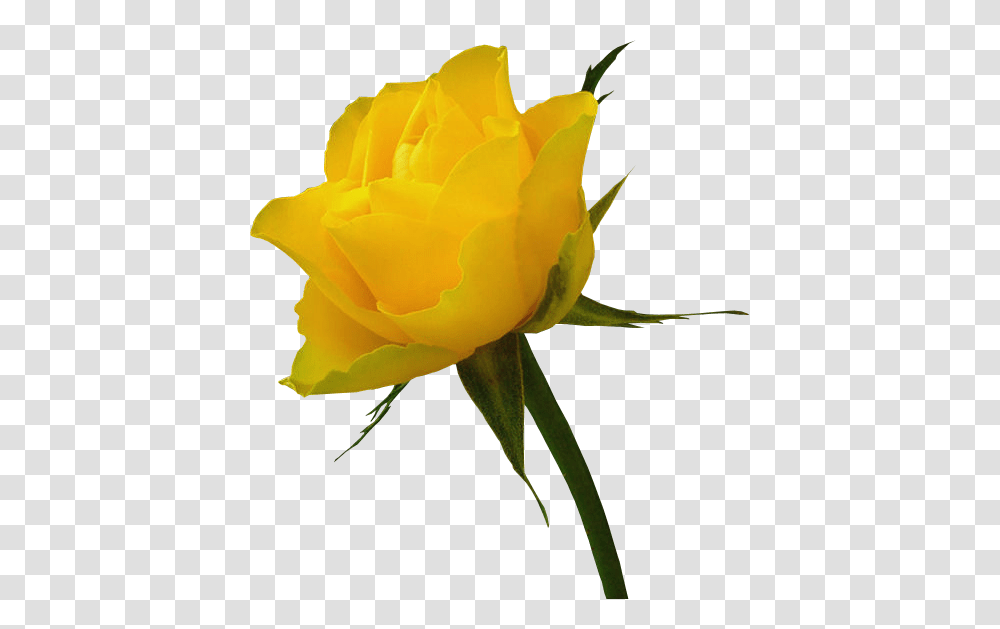 Yellow Rose Images Roses Free Image, Flower, Plant, Blossom, Petal Transparent Png