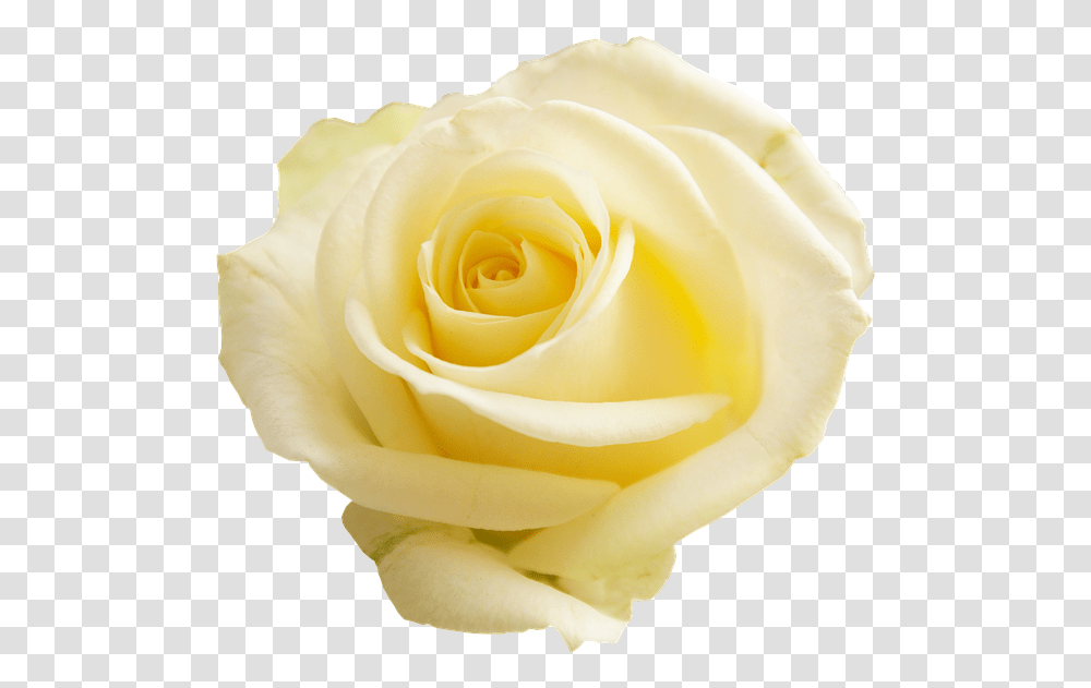 Yellow Rose No Background, Flower, Plant, Blossom, Petal Transparent Png
