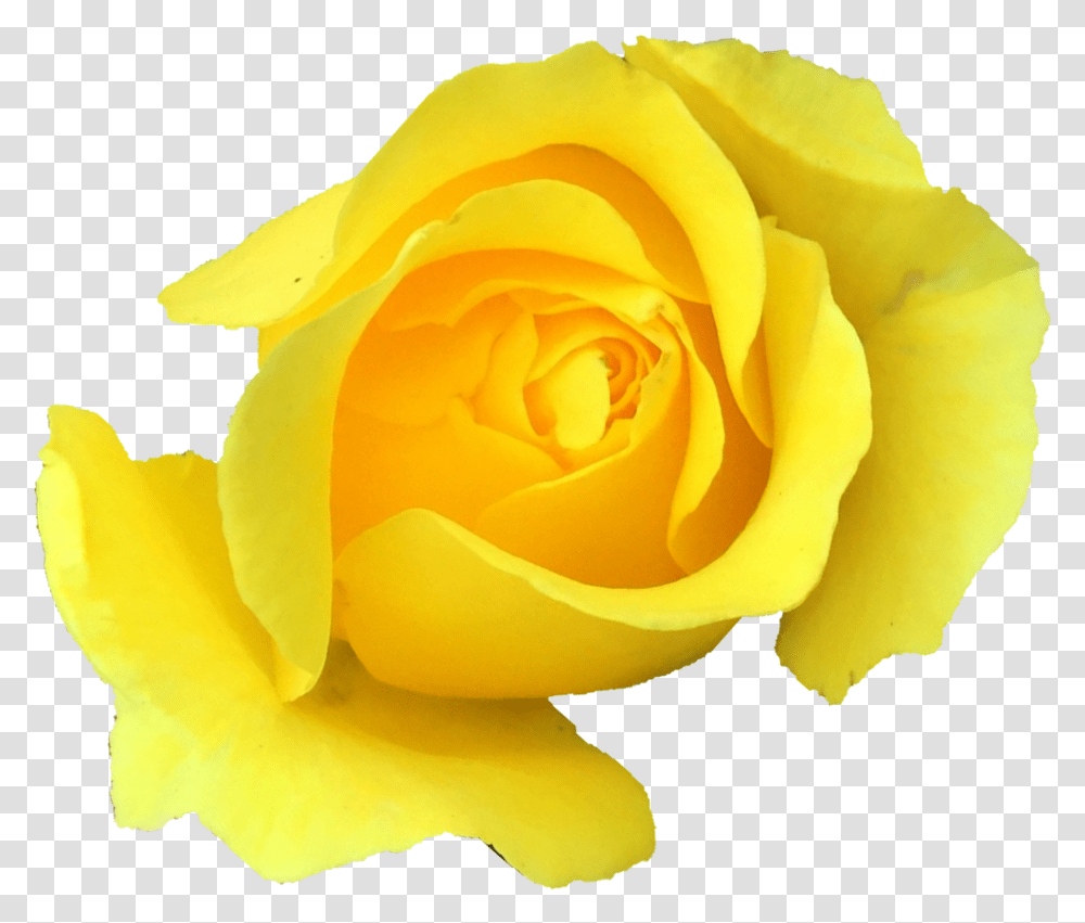Yellow Rose Onlygfxcom Yellow Rose Background, Flower, Plant, Blossom, Petal Transparent Png