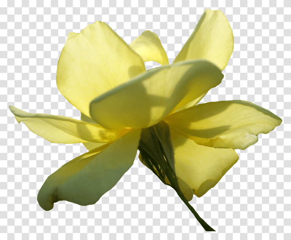 Yellow Rose, Plant, Petal, Flower, Blossom Transparent Png