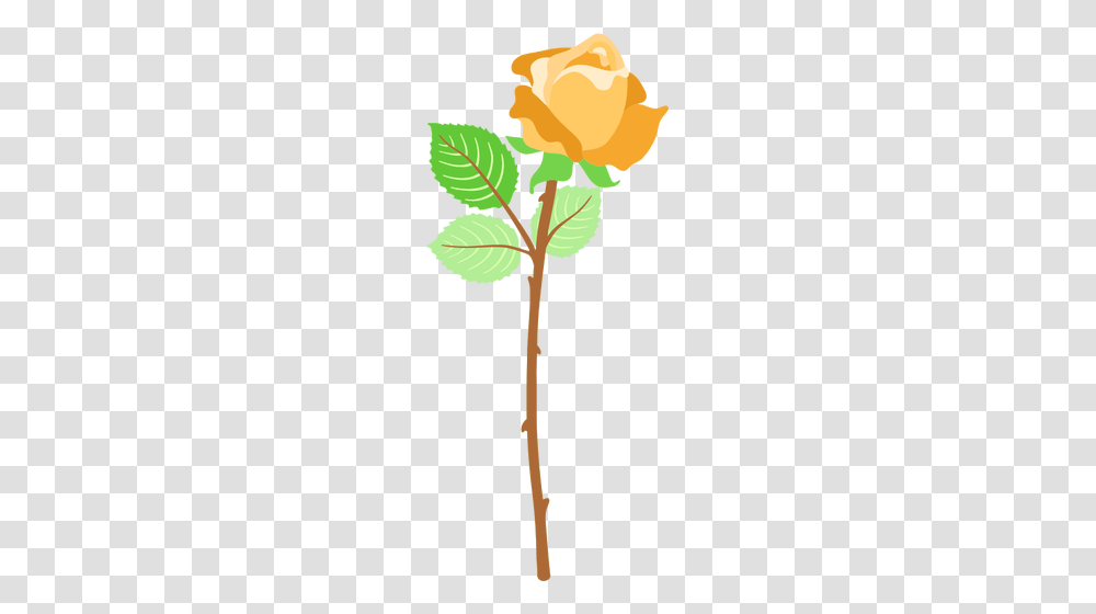 Yellow Rose With Thorns, Plant, Leaf, Tree, Flower Transparent Png