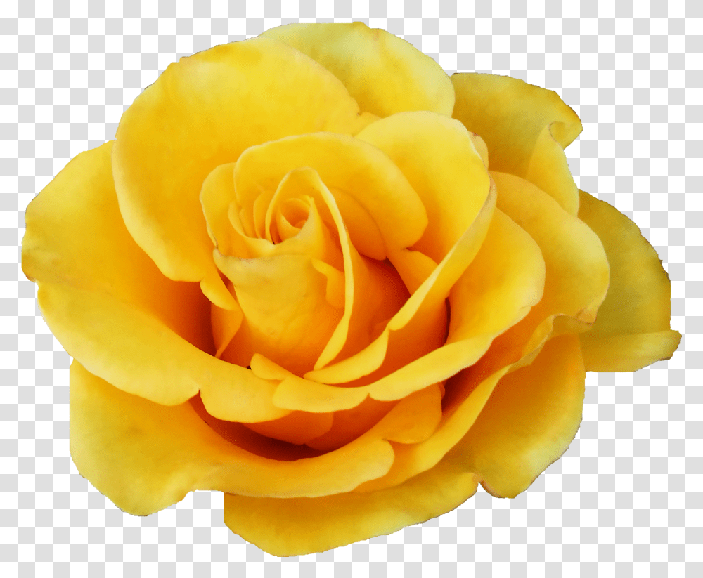 Yellow Rose Yellow Rose Flower, Plant, Blossom, Petal Transparent Png