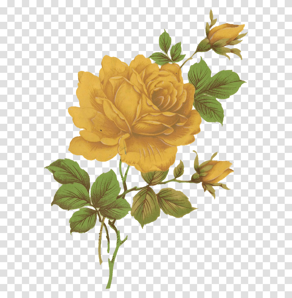 Yellow Roseflowerfreepngtransparentimagesfreedownload Aesthetic Yellow Flower, Plant, Blossom, Acanthaceae, Art Transparent Png