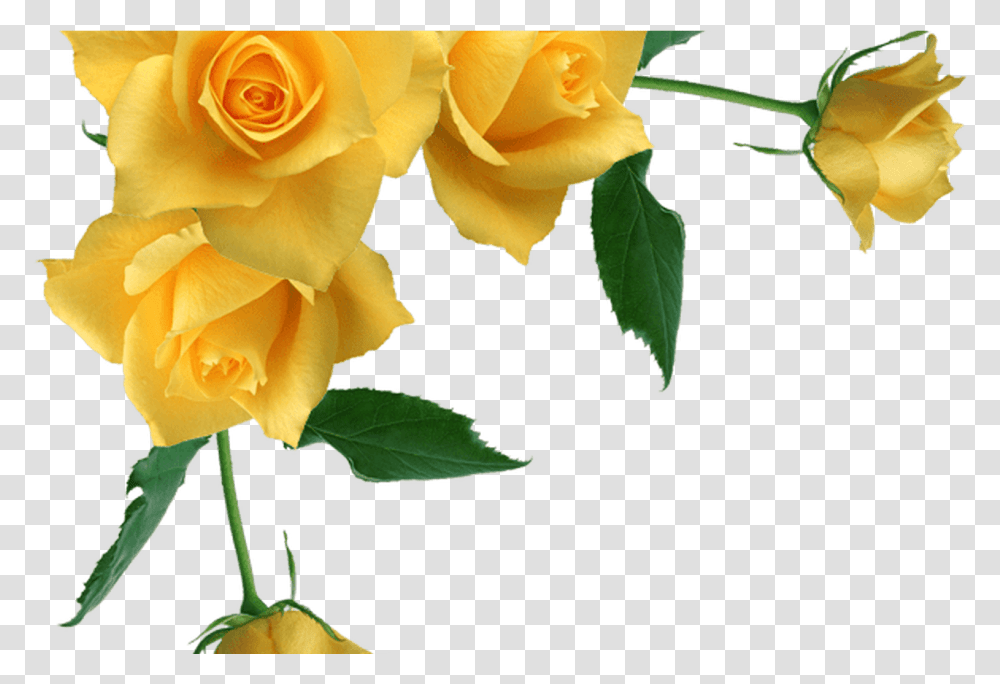 Yellow Roses Background, Flower, Plant, Blossom, Petal Transparent Png
