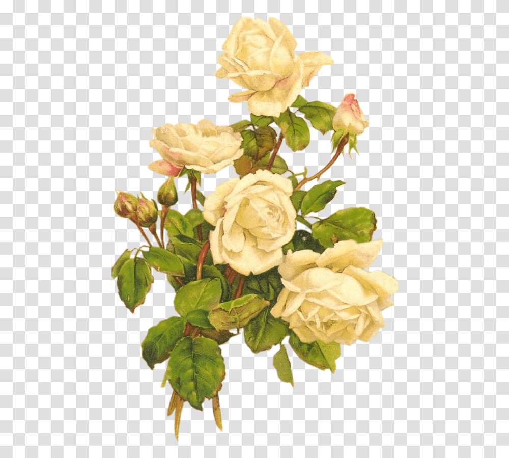 Yellow Roses Bumbdalebee White Roses Vintage, Plant, Flower, Blossom, Floral Design Transparent Png