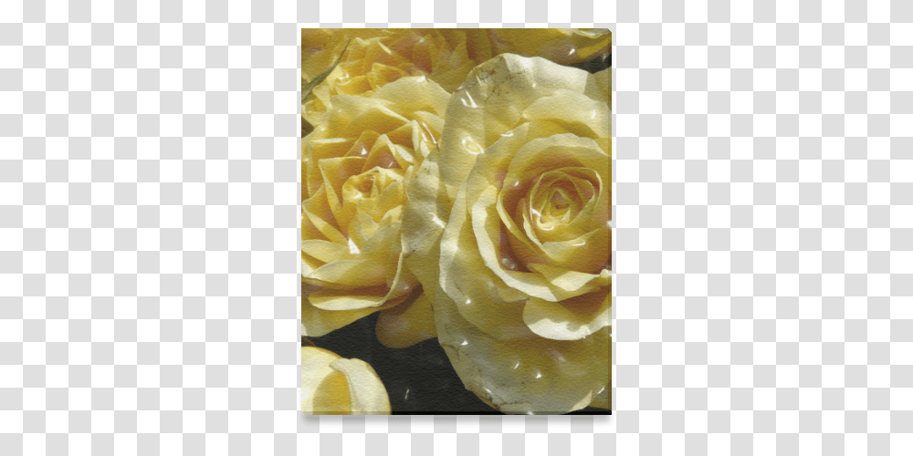 Yellow Roses Canvas Print 8 X10 Floribunda, Plant, Flower, Blossom, Petal Transparent Png