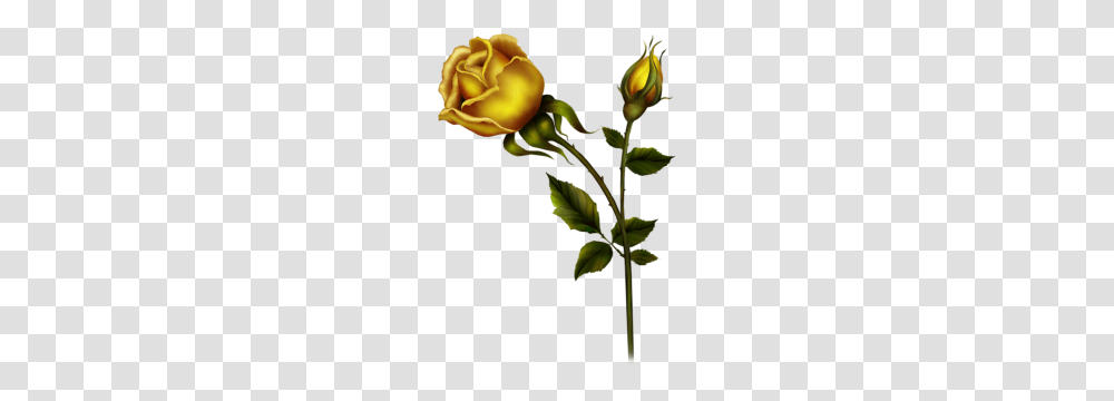 Yellow Roses Clip Art Yellow Rose With Bud Clipart Kedvenceim, Flower, Plant, Blossom, Sprout Transparent Png