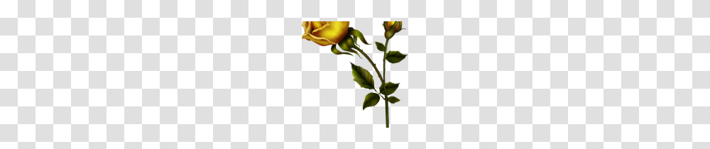 Yellow Roses Clip Art Yellow Rose With Bud Clipart Kedvenceim, Plant, Flower, Blossom, Sprout Transparent Png