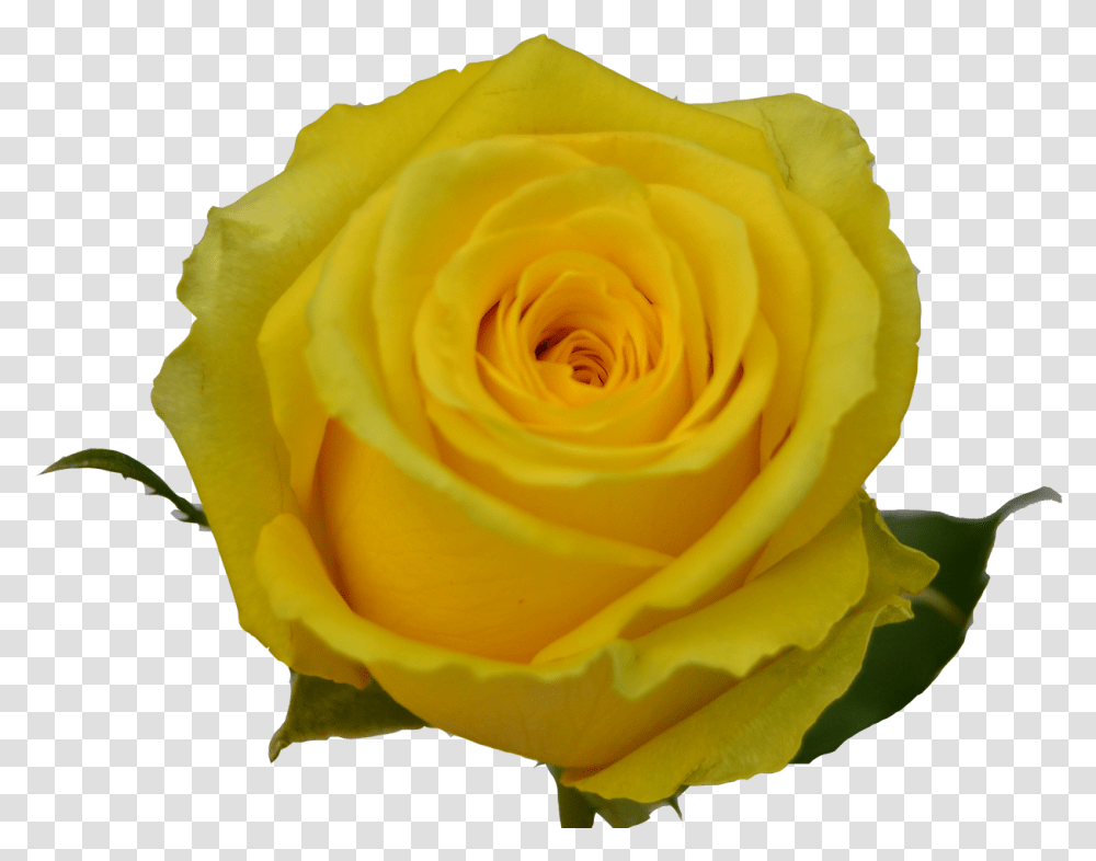 Yellow Roses Clipart Floribunda, Flower, Plant, Blossom, Petal Transparent Png