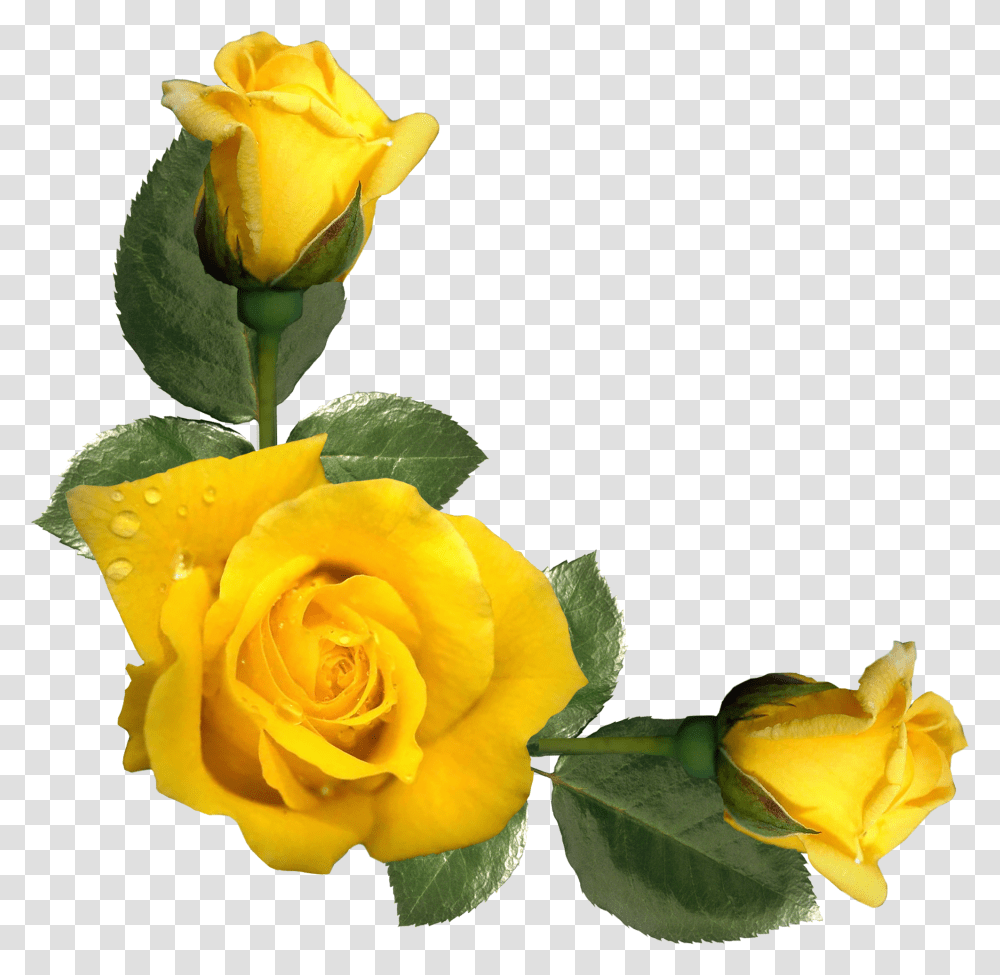 Yellow Roses, Flower, Plant, Blossom, Petal Transparent Png