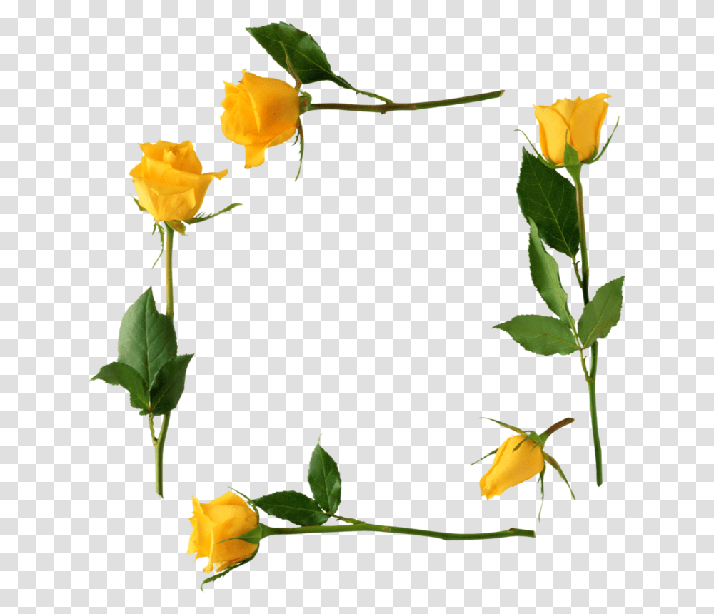 Yellow Roses Frame, Plant, Flower, Blossom, Petal Transparent Png