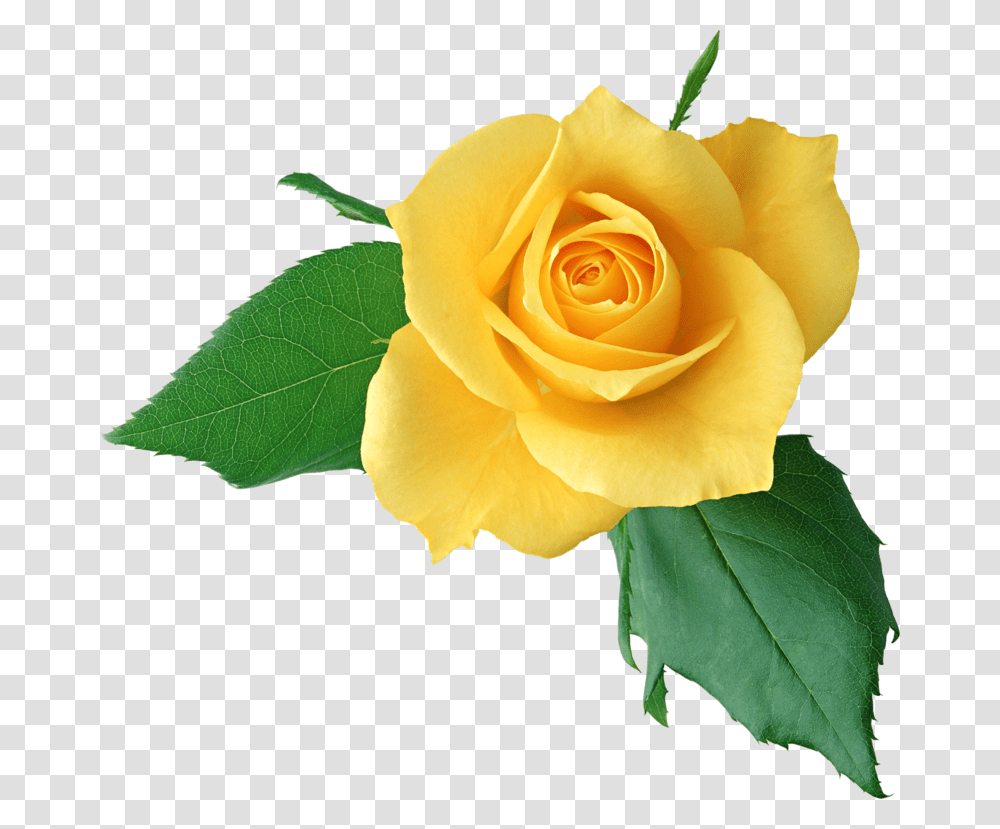 Yellow Roses Happy Mother's Day 2017, Flower, Plant, Blossom, Leaf Transparent Png