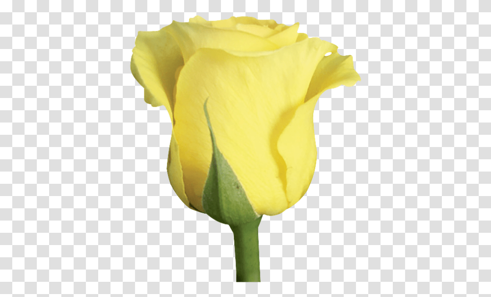Yellow Roses Rose, Plant, Petal, Flower, Blossom Transparent Png