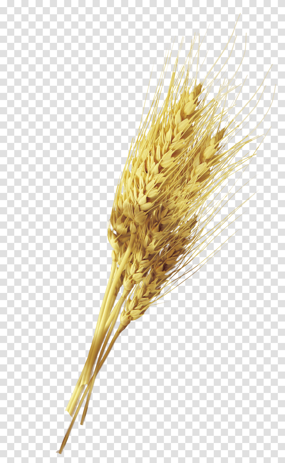 Yellow Rust Wheat, Plant, Vegetable, Food, Grain Transparent Png