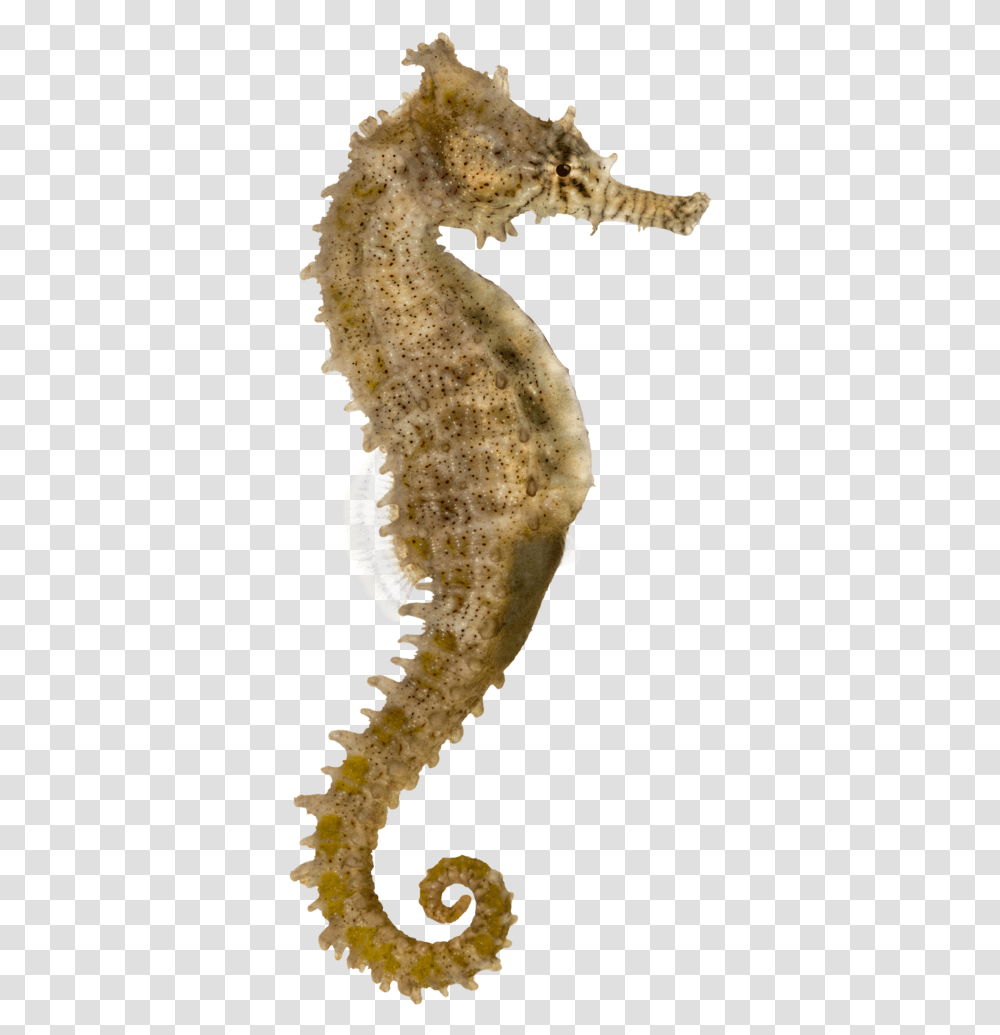 Yellow Seahorse Pacific Seahorse Longsnout Seahorse Sea Horse, Sea Life, Animal, Fungus, Invertebrate Transparent Png