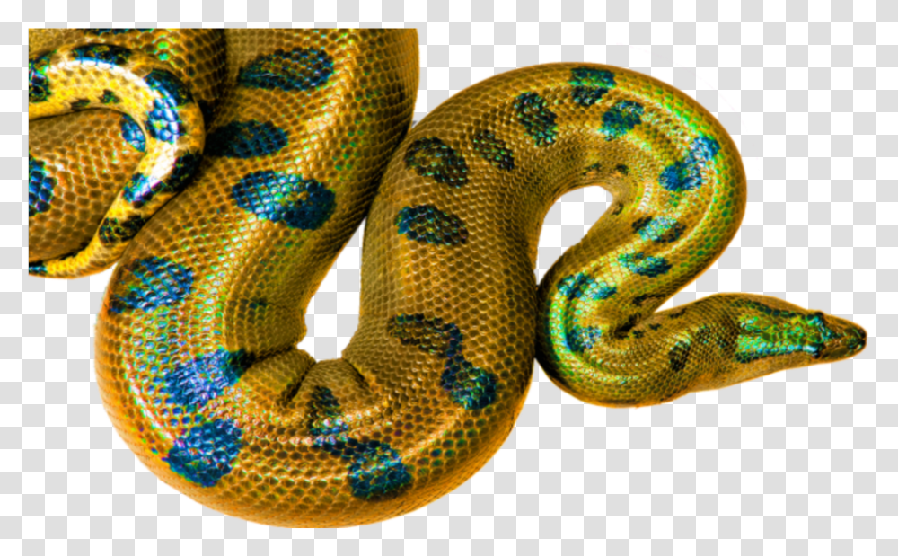 Yellow Snake Clipart High Yellow Boa Constrictor, Anaconda, Reptile, Animal, King Snake Transparent Png