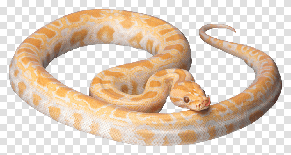 Yellow Snake Image, Reptile, Animal, Anaconda, Rock Python Transparent Png