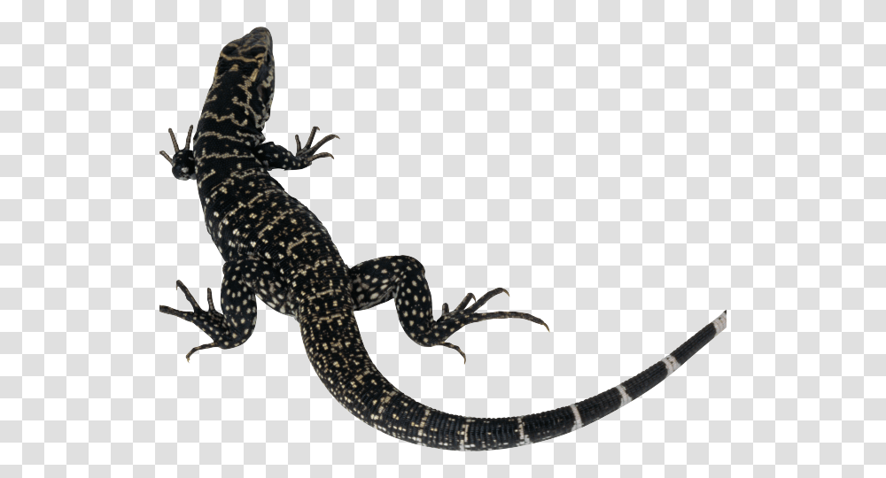 Yellow Spotted Lizard, Gecko, Reptile, Animal, Anole Transparent Png